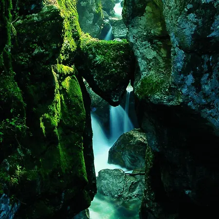 Honey Bee With Sauna