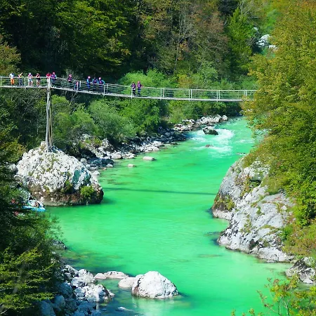 Honey Bee With Sauna