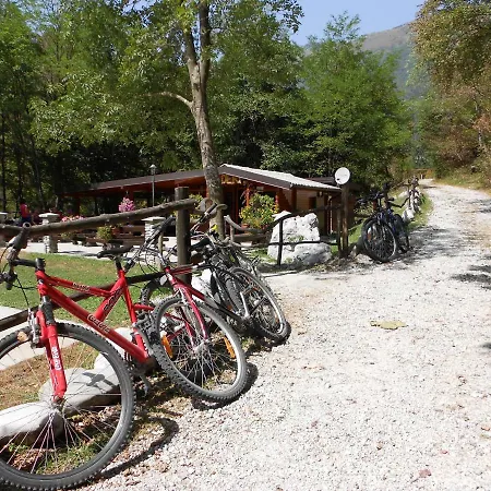 Honey Bee With Sauna