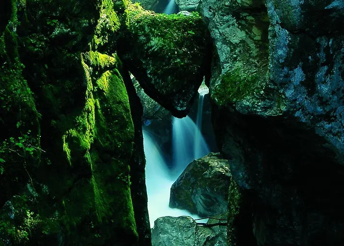 Honey Bee With Sauna